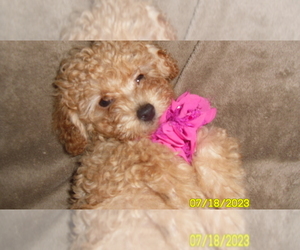Poodle (Toy) Puppy for sale in DULUTH, GA, USA