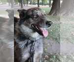 Small #1 Australian Shepherd Mix
