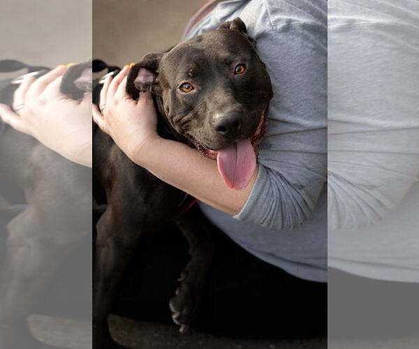 Medium Photo #12 American Staffordshire Terrier-Labrador Retriever Mix Puppy For Sale in Princeton, MN, USA