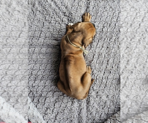Medium Photo #3 Rhodesian Ridgeback Puppy For Sale in BUMPASS, VA, USA