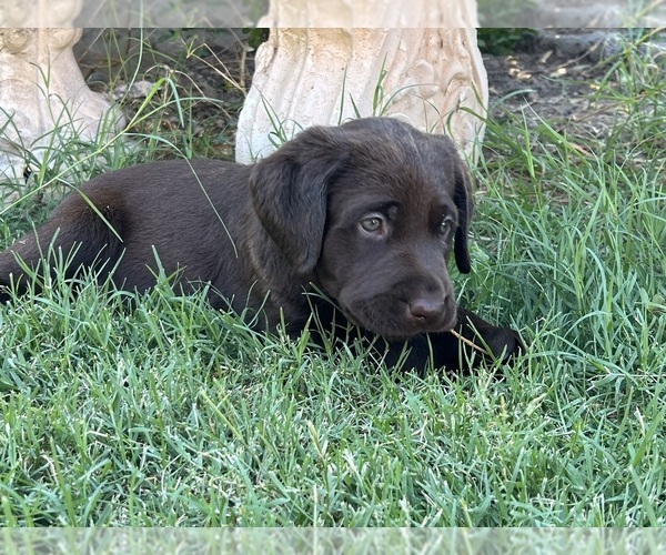 Medium Photo #4 Labrador Retriever Puppy For Sale in QUEEN CREEK, AZ, USA