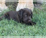 Small #3 Labrador Retriever