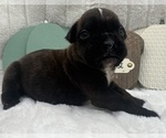 Small #6 Boxer