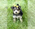 Small #3 YorkiePoo