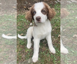 Bernedoodle-Great Pyrenees Mix Puppy for sale in MILTON, TN, USA