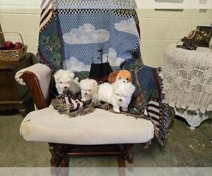 Maltese Puppy for sale in CORNERSVILLE, TN, USA