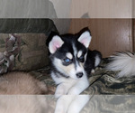 Small Siberian Husky