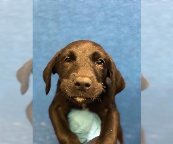 Medium Photo #1 Labrador Retriever-Unknown Mix Puppy For Sale in Visalia, CA, USA