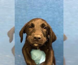 Labrador Retriever-Unknown Mix Dogs for adoption in Visalia, CA, USA