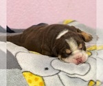 Small Photo #3 English Bulldog Puppy For Sale in TEMECULA, CA, USA