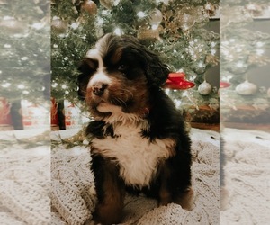 Bernese Mountain Dog Puppy for sale in MALTA, ID, USA