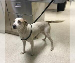 Mutt Dogs for adoption in Riverside, CA, USA