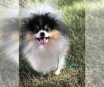 Small Photo #1 Pomsky Puppy For Sale in LEBANON, OR, USA