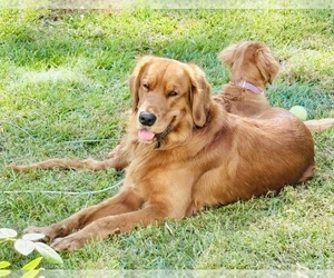 Father of the Golden Retriever puppies born on 05/10/2026