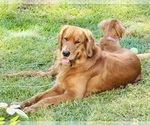 Small Photo #1 Golden Retriever Puppy For Sale in HAMPSTEAD, NC, USA