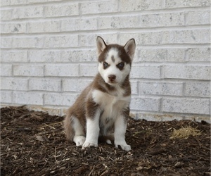 Siberian Husky Puppy for sale in BELLEFONTE, PA, USA