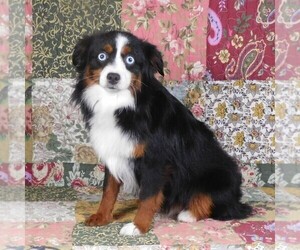 Mother of the Miniature Australian Shepherd puppies born on 10/22/2024