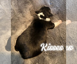 Puppy Kisses Australian Shepherd