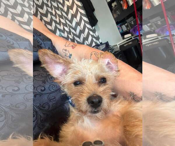 Medium Photo #7 Mutt Puppy For Sale in Shillington, PA, USA