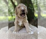 Small Photo #89 Goldendoodle Puppy For Sale in PIERSON, FL, USA