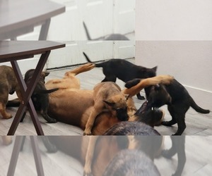 Dutch Shepherd Dog-German Shepherd Dog Mix Puppy for sale in HENDERSON, NV, USA