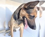 Small German Shepherd Dog Mix