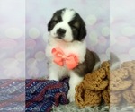 Small Photo #1 Saint Bernard Puppy For Sale in SUGARCREEK, OH, USA
