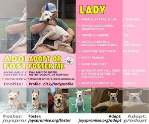 Lady - Female Mutt Dog for Adoption - Photo #2