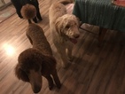 Small Photo #3 Goldendoodle Puppy For Sale in BYRAM, MS, USA