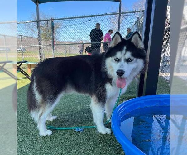 Medium Photo #1 Siberian Husky-Unknown Mix Puppy For Sale in Pasadena, TX, USA