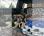 Small #1 German Shepherd Dog Mix