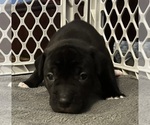 Puppy Puppy 4 American Pit Bull Terrier