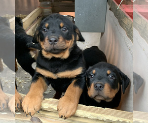 Rottweiler Puppy for sale in Patterson, GA, USA
