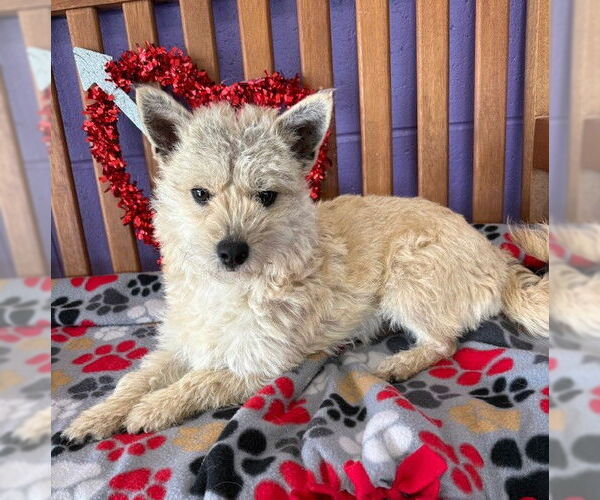 Medium Photo #3 Cairn Terrier-Unknown Mix Puppy For Sale in Genesee, WI, USA