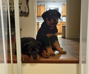 Rottweiler Puppy for sale in CANDIA, NH, USA