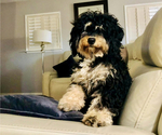 Small Photo #1 Bernedoodle (Miniature) Puppy For Sale in SACRAMENTO, CA, USA