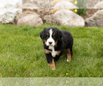 Small Photo #2 Bernese Mountain Dog Puppy For Sale in MILLERSBURG, IN, USA