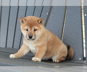 Shiba Inu Puppy for sale in FREDERICKSBURG, OH, USA