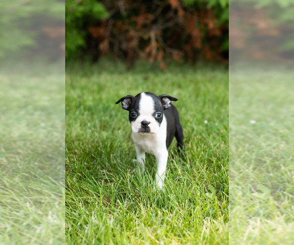 Medium Photo #24 Boston Terrier Puppy For Sale in MILFORD, IN, USA