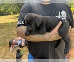 Small #6 Cane Corso-Rottweiler Mix