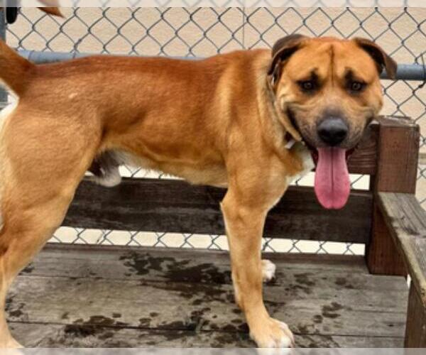 Medium Photo #1 Mutt Puppy For Sale in Martinez, CA, USA