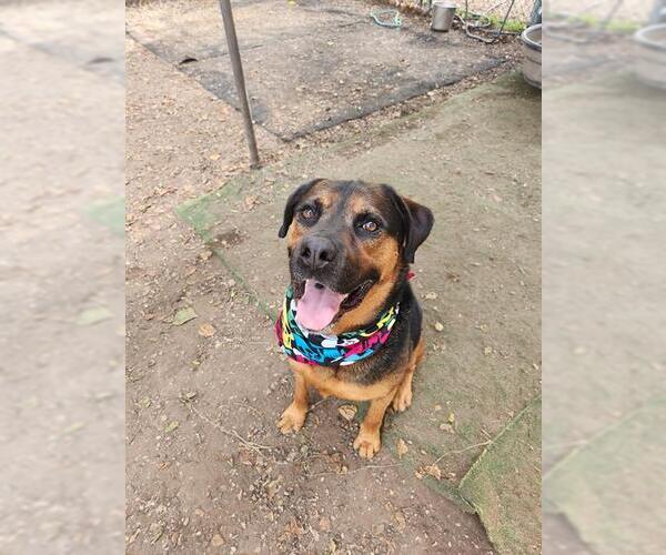 Medium Photo #3 Rottweiler-Unknown Mix Puppy For Sale in Santa Barbara, CA, USA