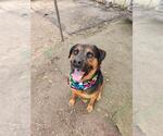 Small #2 Rottweiler Mix