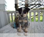 Small Photo #1 Australian Cattle Dog-English Shepherd Mix Puppy For Sale in HONEY BROOK, PA, USA