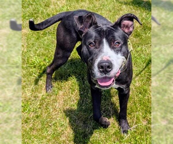 Medium Photo #2 American Pit Bull Terrier Puppy For Sale in Akron, OH, USA