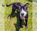 Small #1 American Pit Bull Terrier