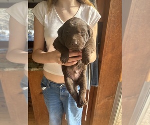 Medium Labrador Retriever