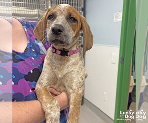 Mutt Dogs for adoption in Washington, DC, USA