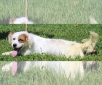 Small Photo #2 Mutt Puppy For Sale in Prattville, AL, USA