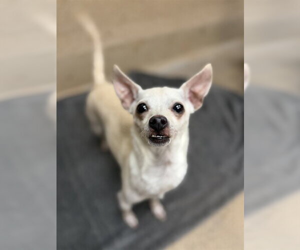 Medium Photo #1 Chihuahua Puppy For Sale in Sacramento, CA, USA